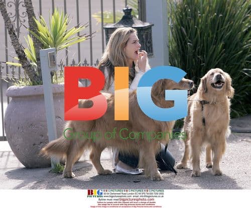 Brooke Shields Saves Two Golden Retrievers on Sunset Blvd