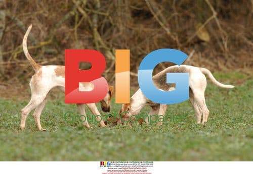 Shropshire Huntsman Otis Ferry Drag Hunting