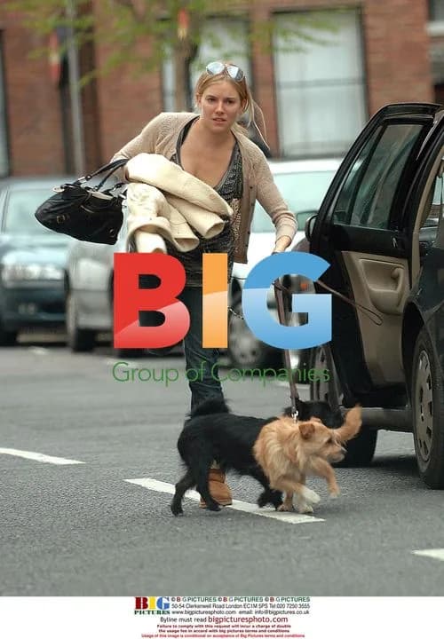 Sienna Miller Struggles with Dogs and Bags