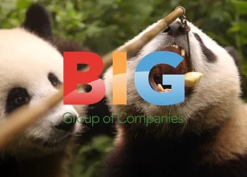 Endangered giant pandas at Chengdu Research Base