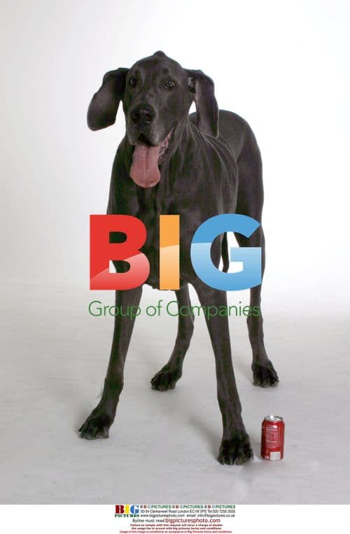 George the Tallest Dog with Owner