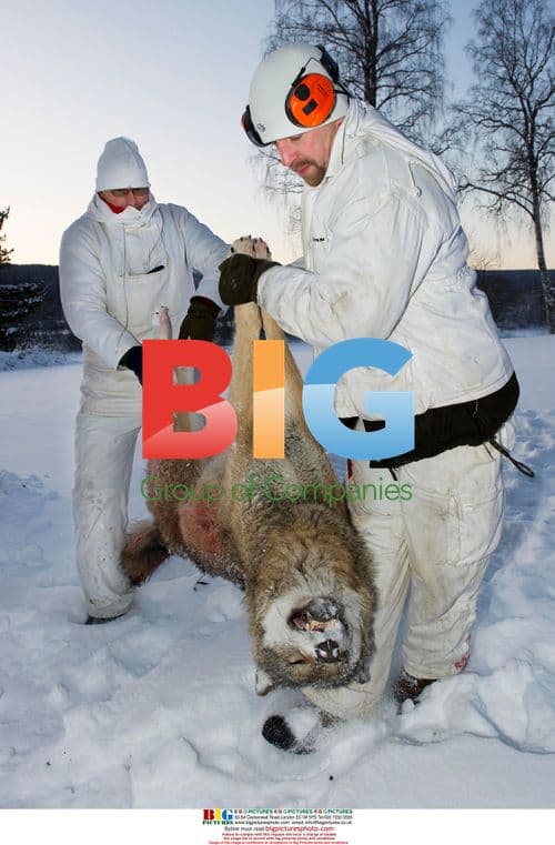 First legal wolf hunt in Sweden in 45 years