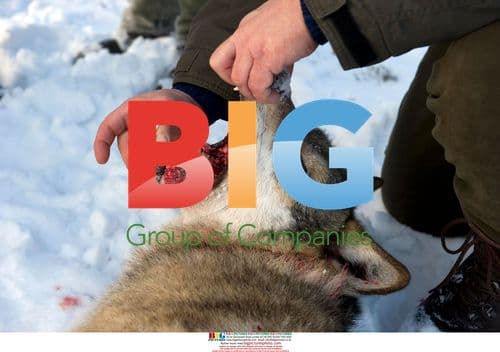 First Wolf Hunt in Sweden in 45 Years