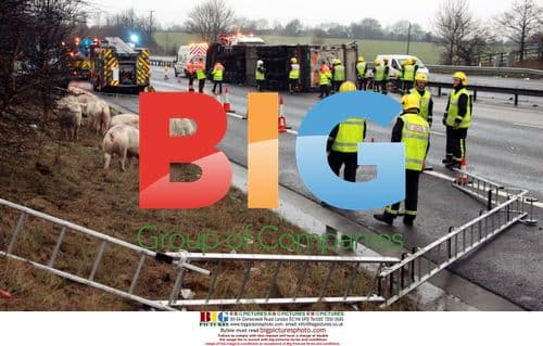 Pigs Escape Overturned Lorry on M11