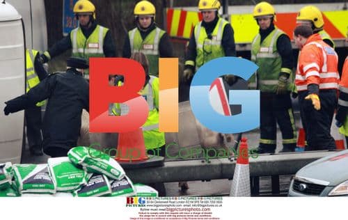 Pigs Escape Overturned Lorry on M11