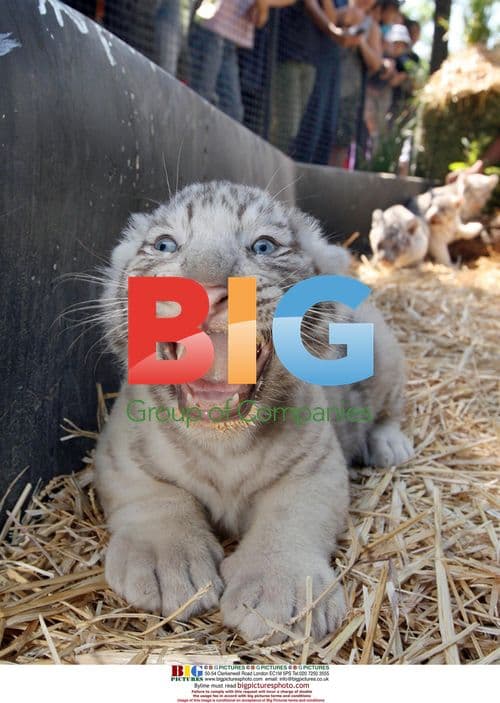 White Tiger Cubs at Santiago Zoo