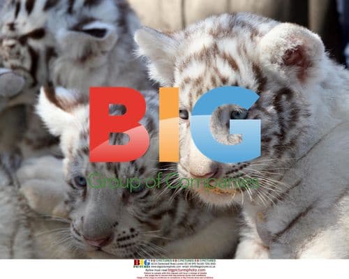 White Tiger Cubs at Metropolitan Zoo