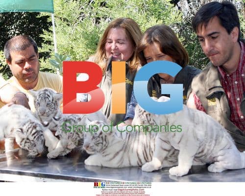 White Tiger Cubs at Metropolitan Zoo