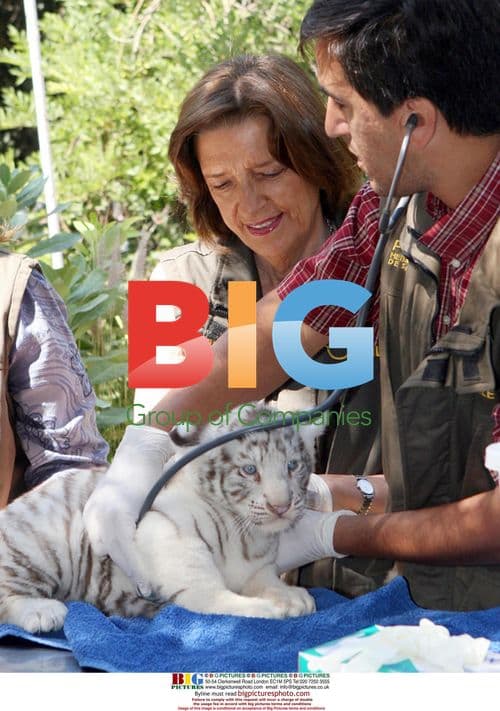 White Tiger Cub at Santiago Zoo