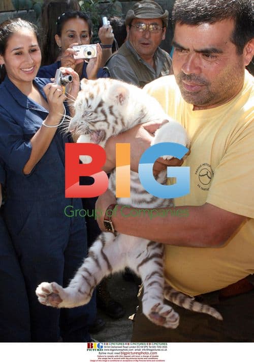 White tiger cub at Santiago Zoo