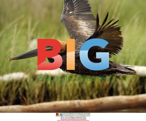 Pelican covered in oil after BP spill