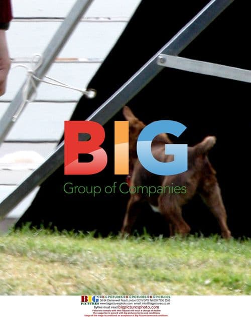 Ashton Kutcher plays ball with dog on set