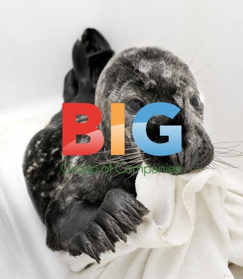 Abandoned baby seal rescued in Sweden