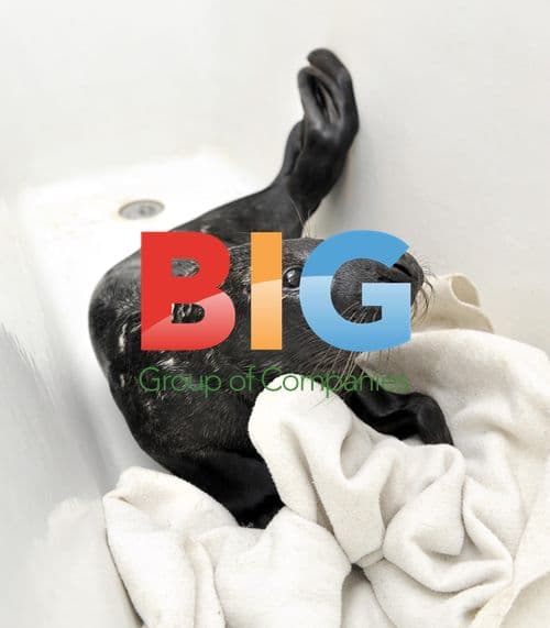 Abandoned baby seal rescued in Stockholm