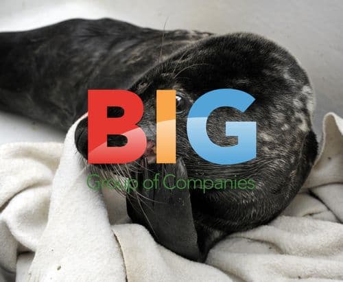 Rescued Baby Seal in Bathtub