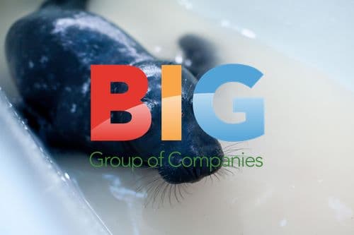 Rescued baby seal in bathtub