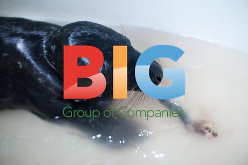 Rescued Baby Seal in Bath Tub