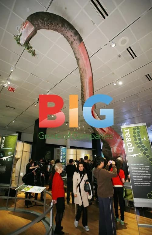 60-foot Mamenchisaurus Model