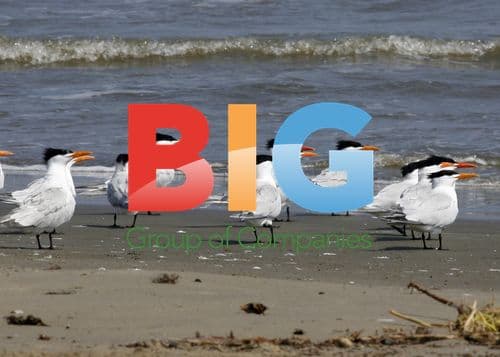 Seabirds on Grand Isle, Louisiana