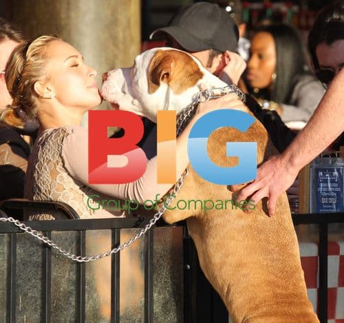 Hayden Panettiere Interacts with Pit Bull at Venice Beach