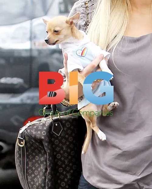 Paris Hilton goes shopping with chihuahua