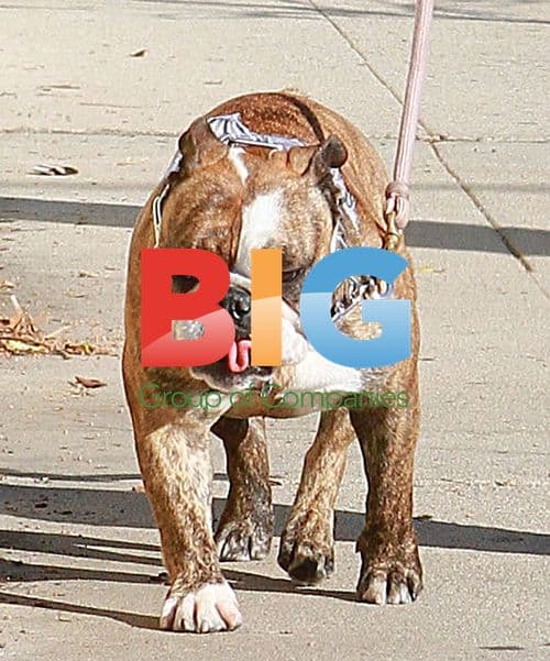 Samantha Ronson Walks Troublesome Dog Cadillac