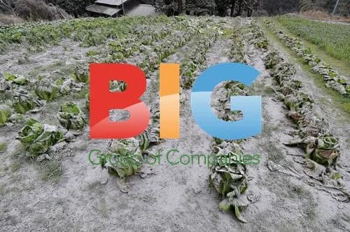 Vegetables Covered in Volcanic Ash