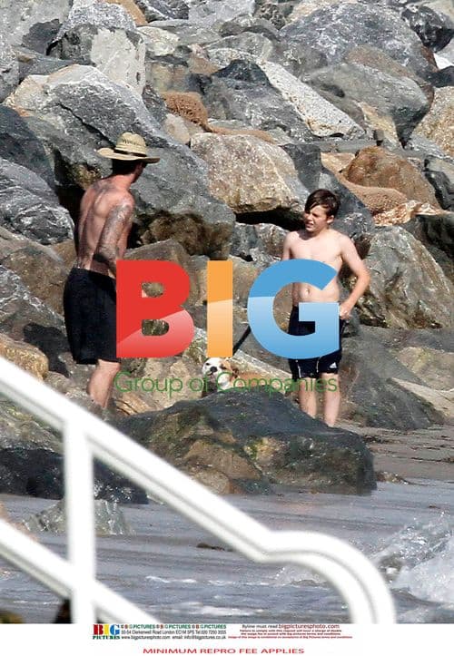 David Beckham Plays with Family Dog