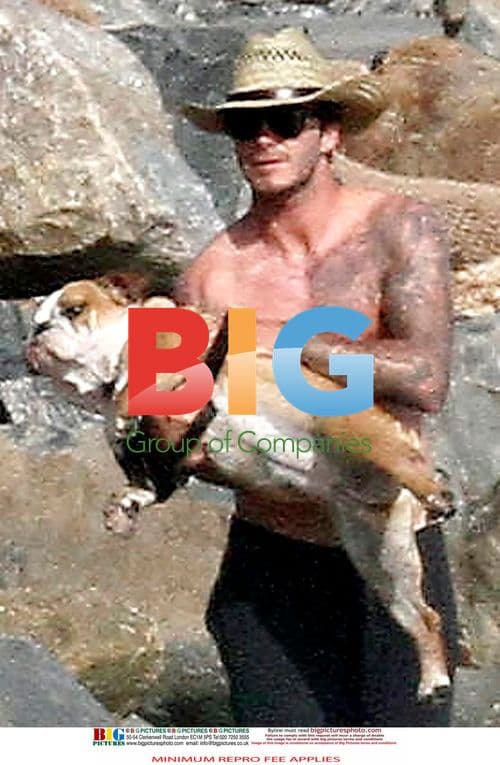 David Beckham Plays With Bulldog Coco