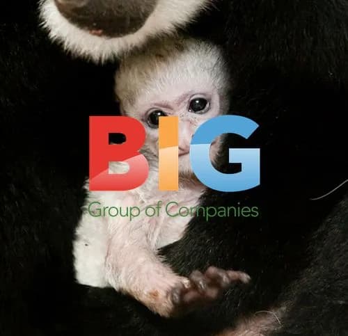 Black and white colobus monkey born at St. Louis Zoo