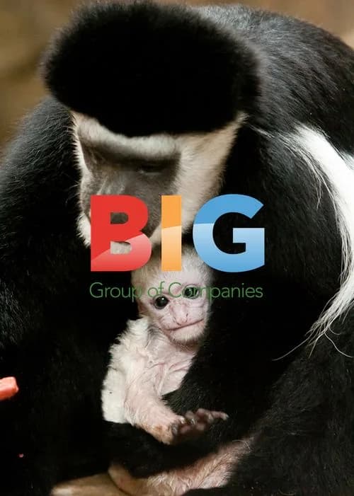 Newborn Colobus Monkey Debuts at St. Louis Zoo