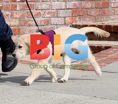 Alexis Denisof Walks Dog in Santa Monica