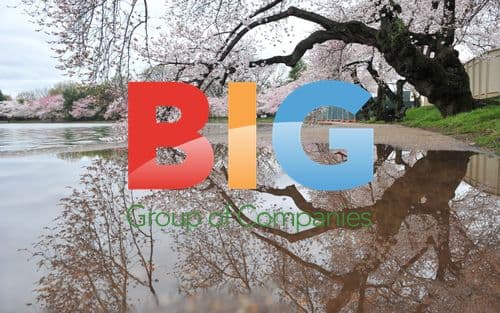 Cherry Blossoms Bloom in DC