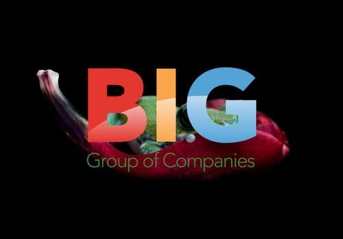 A Peacock Frog in a Rose Petal