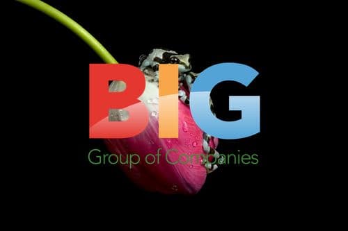 Amazon Milk Frogs in Home Studio