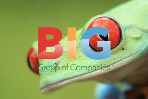 Red-Eyed Tree Frog Portrait