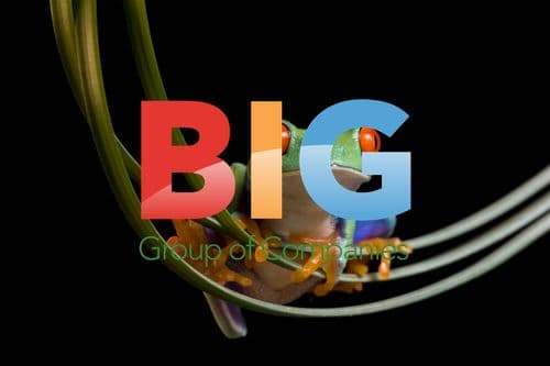 Red Eyed Tree Frog on Plant Stems