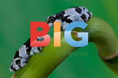 Photographer Discovers Beauty in Frogs