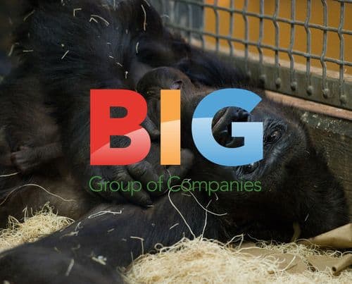 Gorilla Holds Newborn Baby at Lincoln Park Zoo