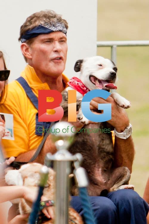 Hasselhoff at Celebrity Apprentice Australia dog wash