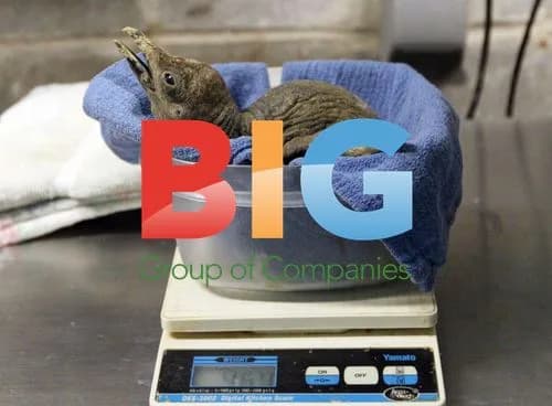 King Penguin Chick Weighed at St. Louis Zoo