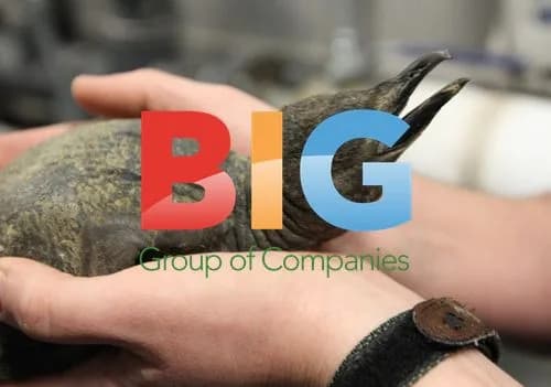 Baby King Penguin Chick at Saint Louis Zoo