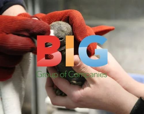 Baby King Penguin at St. Louis Zoo