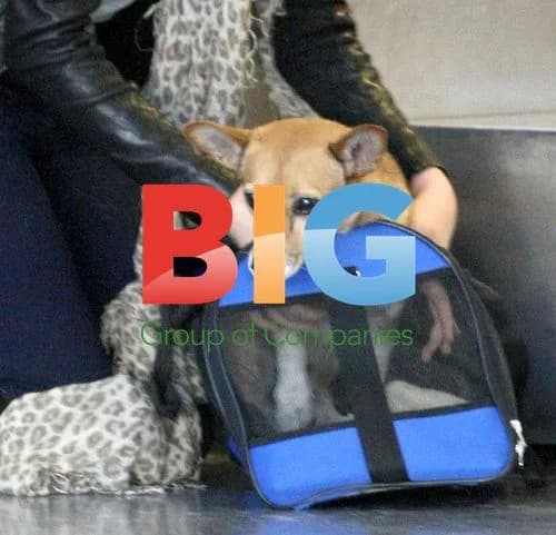 Kate Upton Arrives at LAX with Dog