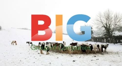 Horses search for food in snowy field