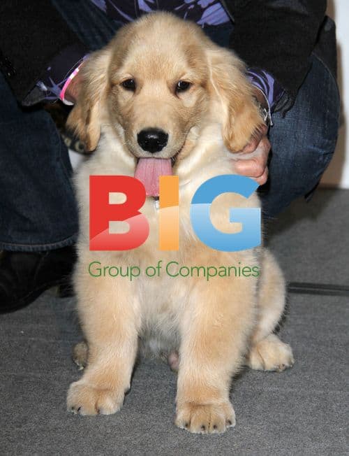 The First Annual Golden Collar Awards