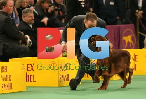 Westminster Kennel Club Dog Show 2012