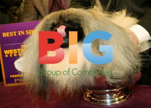 Pekingese Wins Westminster Dog Show