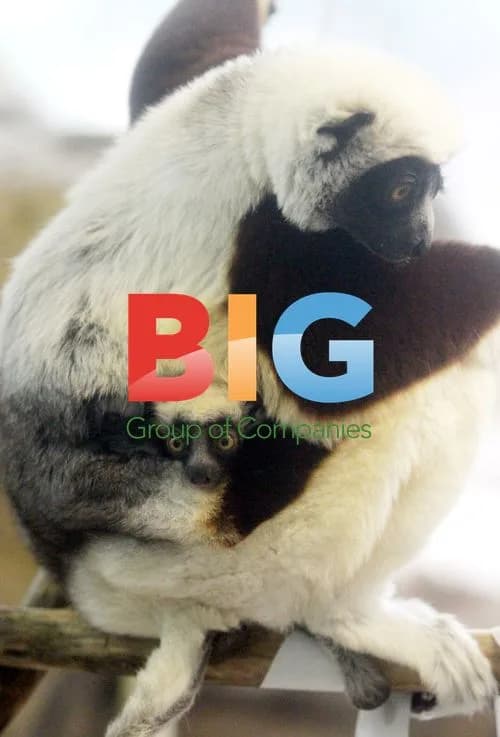 Baby Coquerel's Sifaka Lemur in St. Louis Zoo