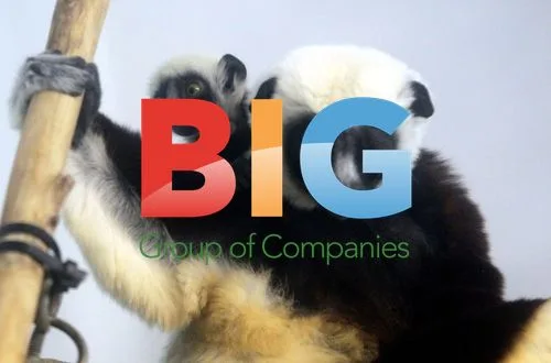 Baby Coquerel's Sifaka at St. Louis Zoo